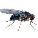 Drosophila - Fruit Fly - (FLIGHTLESS)