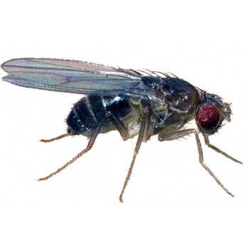 Drosophila - Fruit Fly - (FLIGHTLESS)