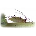Pea Aphid