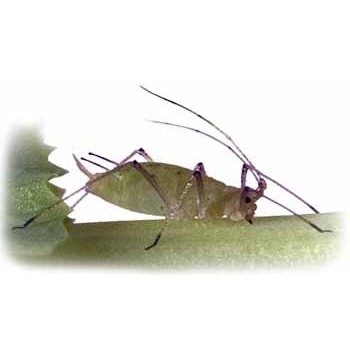Pea Aphid