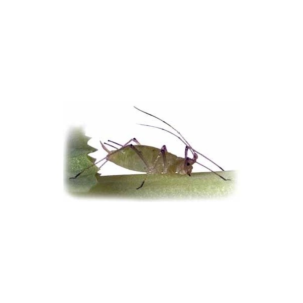 Pea Aphid