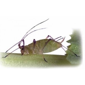 Pea Aphid